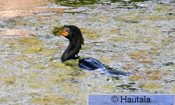 Kapinmerimetso, phalacrocorax capensis, Montagu, RSA, 4.jpg