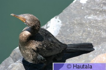 Matalikkomerimetso, phalacrocorax neglectus, Kapkaupunki, RSA, 1.jpg