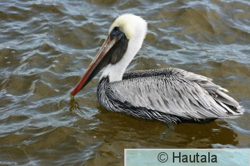 RuskoPelikaani, Florida, 12.JPG