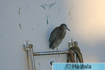 Amerikankyyryhaikara, Green heron, Florida, 4.JPG