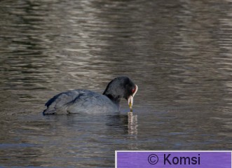 DSC_3675.jpg