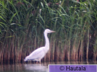 Harmaahaikara Porissa, albino.jpg