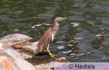 Kiinanriisihaikara, ardeola bacchus, Hua Hin, taimaa.JPG
