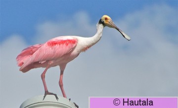 Ruusukapustahaikara, Fort Myers, 21,osku.JPG
