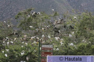 Pyhäiibis, threskiornis aetniopicus, Montagu, RSA, 1.jpg