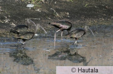AmerikanpPronssiiibis, Florida, 10.JPG