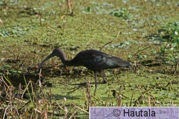 AmerikanpPronssi-ibis, Delray Beach, 2.jpg