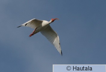 Valkoiibis, Florida, 10.JPG