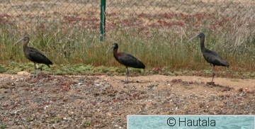 Pronssi-ibis, Madeira, kopio.jpg