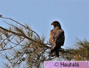 Haarahaukka, Dakar 6 a.jpg