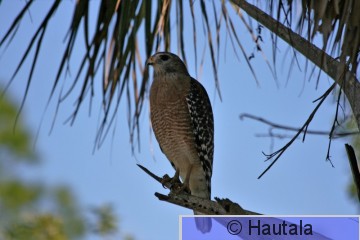 Ruostehiirihaukka, Florida, 7.JPG