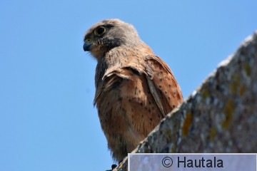 Savannituulihaukka,Falco rupicoloides, RSA.jpg