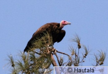 huppukorppikotka, Banjul  5 a.jpg