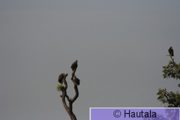 Huppukorppikotkia, Banjul 1 a.jpg