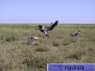 Suomukorppikotka, Serengeti, 6.JPG
