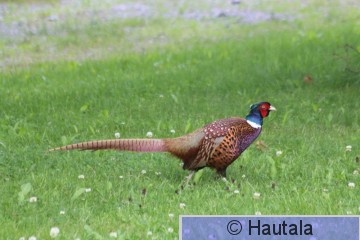 Fasaani, Ruotula, 11.JPG