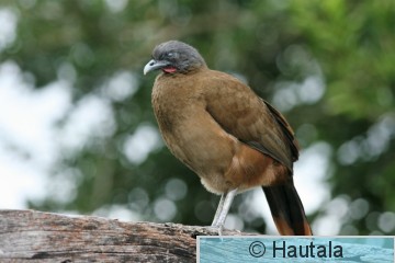 Punaperäkaklattaja, Tobago, 1.jpg