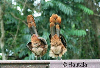 Punaperäkaklattaja, Tobago, 8.jpg
