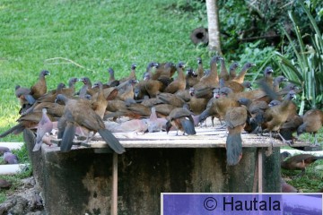 Punaperäkaklattaja, Tobago, 10.jpg
