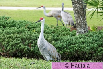 Hietakurki, Fort Myers, 2.JPG
