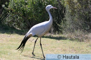 Hopeakurki, anthropoides paradiseus, 4.jpg