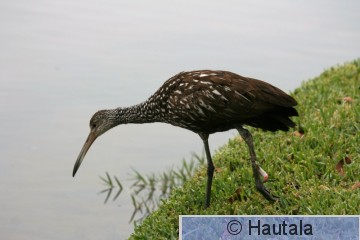 kotilokurki, Delray Beach, 5.jpg