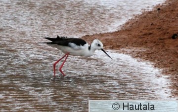 Pitkäjalka, Fuerteventura, 2b.JPG