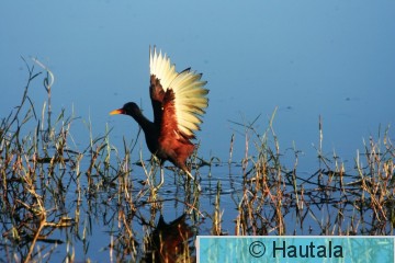 Halttajassana, Tobago,5.jpg