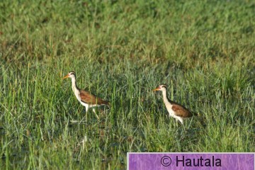 Helttajassana, Tobago, 10.jpg