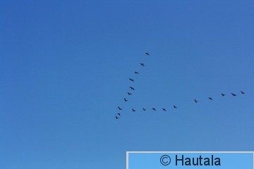 Harmaalokki, Kotka, Aurassa.jpg