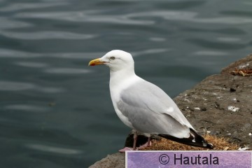 Harmaaloki, Skotlanti, 10.JPG
