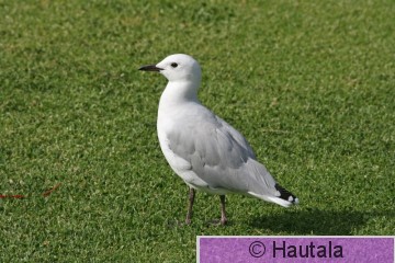 Namibian lokki, larus hartlaubii, Kap-kaupunki, RSA,1 (2).jpg