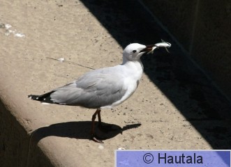 Namibianlokki, larus hartlaubii, Kapkaupunki, RSA.jpg