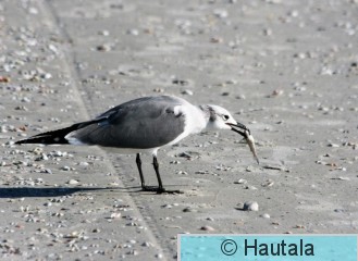 Nokisiipilokki, Fort Myers, 2.JPG