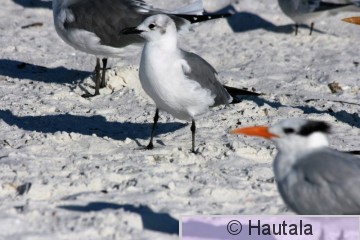Nokisiipilokki, Florida, 5.JPG
