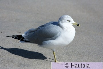 Rengasnokkalokki,, Florida, 5.jpg