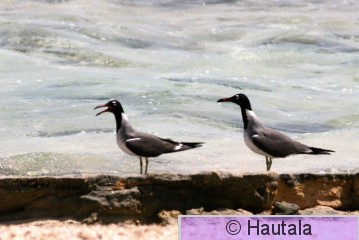 Valkosilmälokki, Egypti, Hurghada, 2 (2).JPG