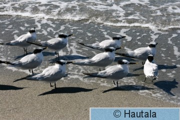 Riuttatiira, Fort Myers, 3.JPG