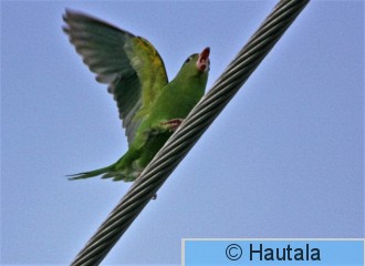 Keltajuova-aratti, Yellow- chevroned parakeet, Florida.jpg