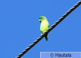 Parviaranen, Tobago, 2.jpg