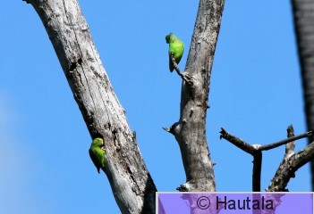 Parviaranen, Tobago, 4.jpg