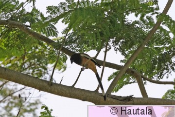 Huppuviidakkoharakka, dentrocitta vagabunda, Hua hin, Thaimaa.JPG