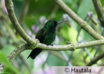 Kuparitimanttikolibri, Tobago, 5.jpg