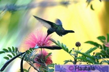 kuparitimanttikolibri, Tobago, 24.jpg