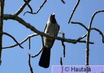 Harmaatukaro, Banjul 3 a.jpg