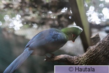 Knysnan turaco, tauraco corythaix, tarha, 1.jpg