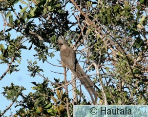 Täplähiiro, collius striatus, 5.jpg