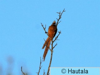 Täplähiiro, collius striatus, 4.jpg