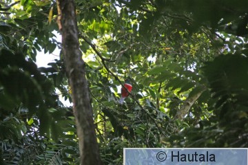 Käkitrogoni 1, Tobago.jpg