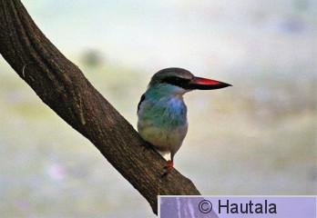 Sinirintakalastaja, Banjul, Osku, 4.jpg